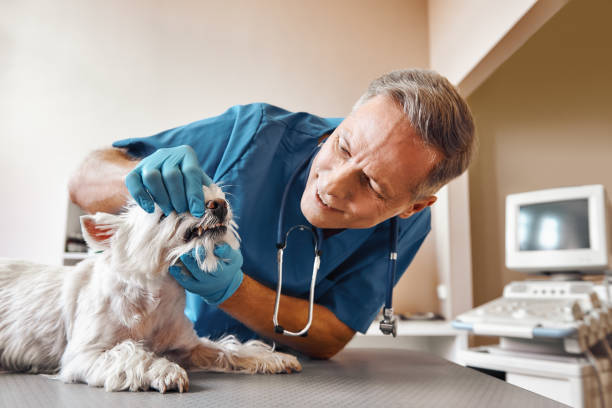Best Emergency Dental Extractions in Boyd, TX
